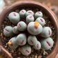 Conophytum Lips seeds living stones gift for him her home decor birthday present house plants teacher gifts DIY educational fun succulents