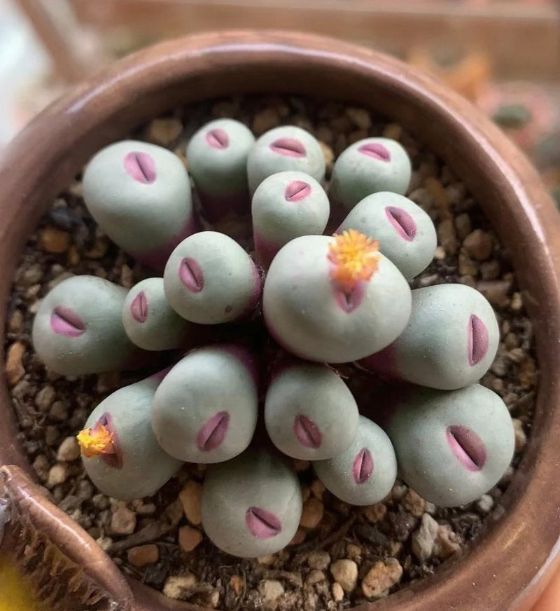 Conophytum Lips seeds living stones gift for him her home decor birthday present house plants teacher gifts DIY educational fun succulents