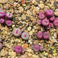 Conophytum Lips seeds living stones gift for him her home decor birthday present house plants teacher gifts DIY educational fun succulents