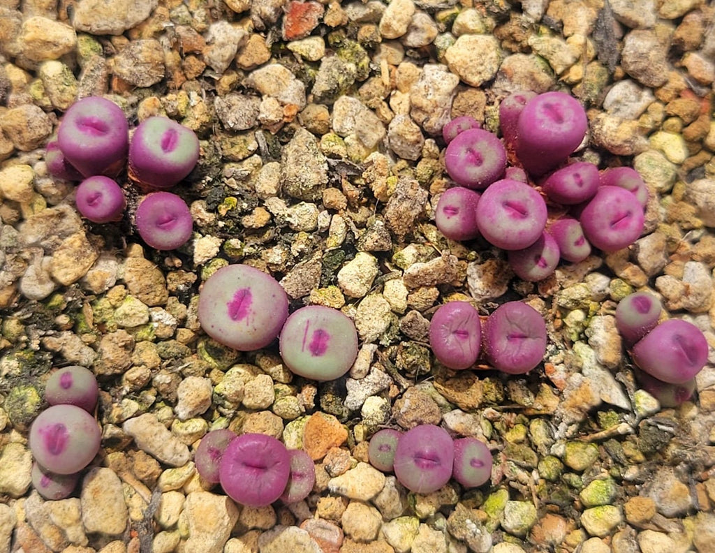Conophytum Lips seeds living stones best gift for him her home decor birthday present house plants teacher gifts DIY educational succulents