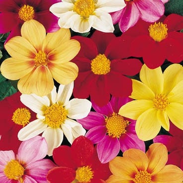 Dahlia Mignon seeds, best gift for him her home decor birthday present teacher gifts DIY flowering house plants organic gardening