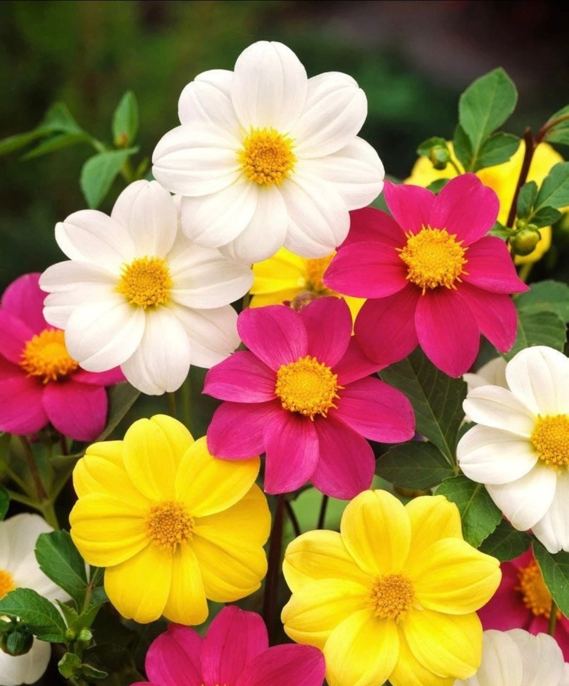 Dahlia Mignon seeds, best gift for him her home decor birthday present teacher gifts DIY flowering house plants organic gardening