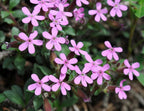 Cascading Pink Saponaria Rock Soapwort Flower Seeds: Frost Hardy Perennial Ground Cover, Easy Care Flowering Plant, Pink Waterfall