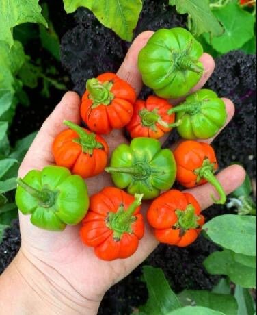 Pumpkin on a stick seeds, best gift for him her home decor grow in all zones organic gardening DIY kids love these Halloween teacher gifts