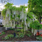 White Wisteria seeds, indoor and outdoor home decor best gift for him her teacher gifts DIY birthday organic gardening flowering plant