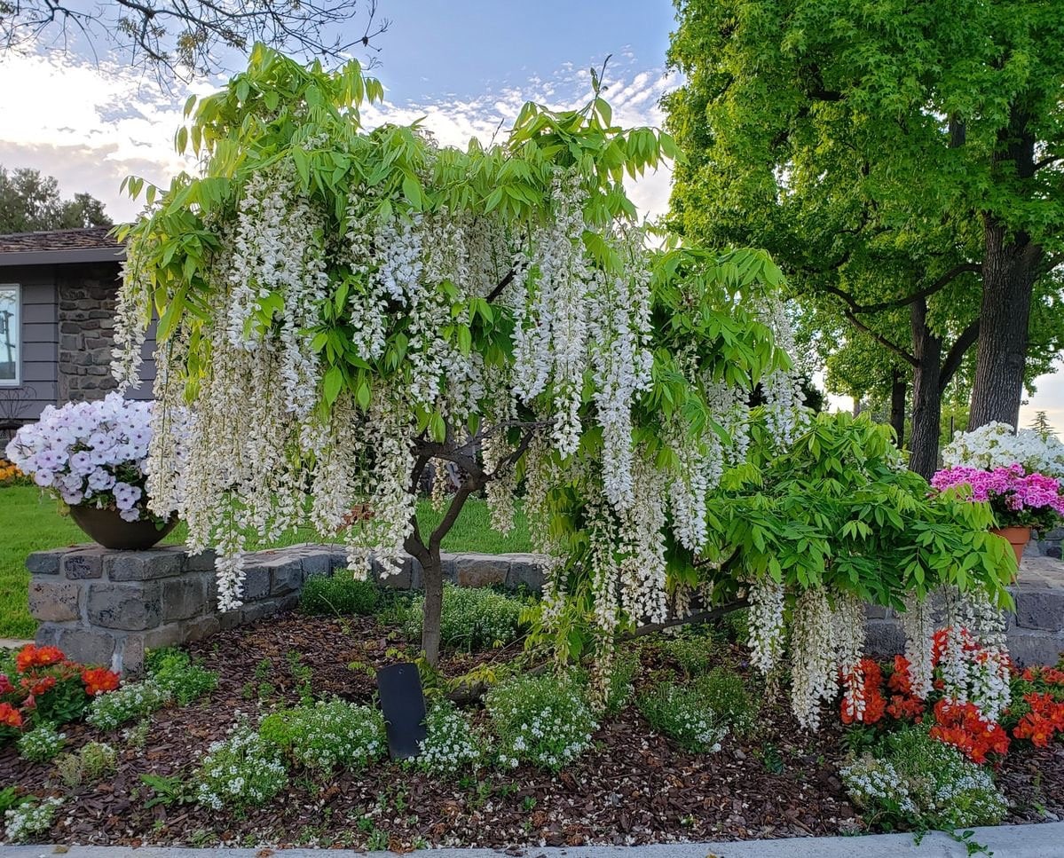 White Wisteria seeds, indoor and outdoor home decor best gift for him her teacher gifts DIY birthday organic gardening flowering plant