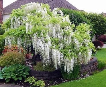 White Wisteria seeds, indoor and outdoor home decor best gift for him her teacher gifts DIY birthday organic gardening flowering plant