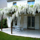 White Wisteria seeds, indoor and outdoor home decor best gift for him her teacher gifts DIY birthday organic gardening flowering plant