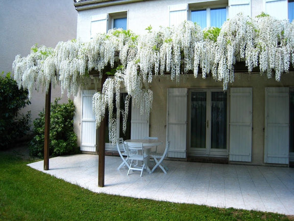 White Wisteria seeds, indoor and outdoor home decor best gift for him her teacher gifts DIY birthday organic gardening flowering plant