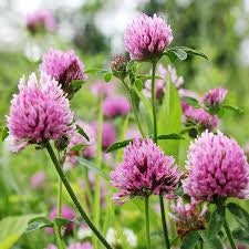 Colourful Clover seeds, perennial plants best gift for him her home decor birthday present teacher gifts organic gardening gift for mom dad