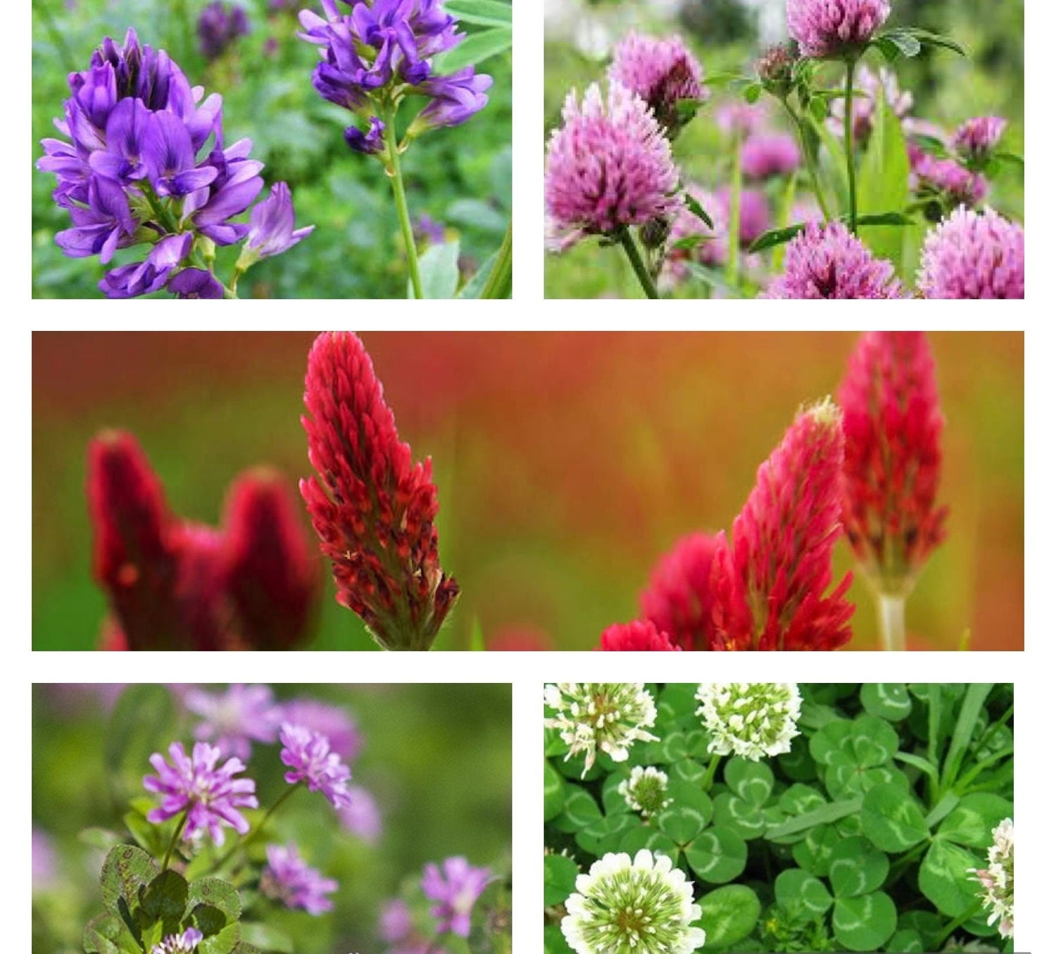 Colourful Clover seeds, perennial plants best gift for him her home decor birthday present teacher gifts organic gardening gift for mom dad