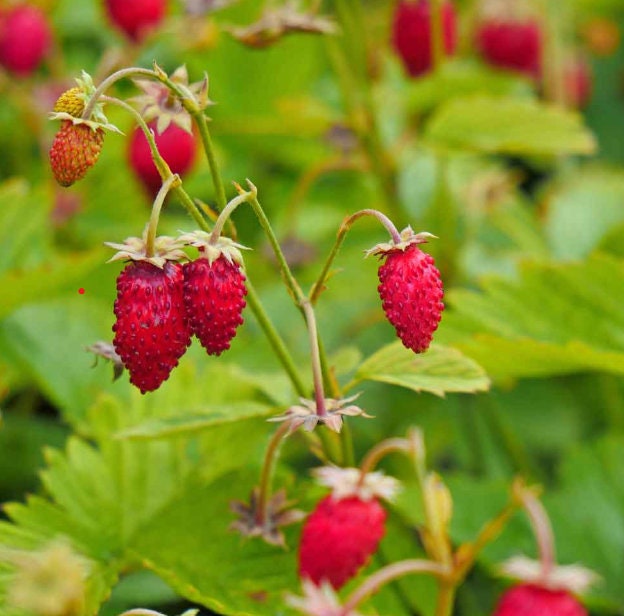 Special Strawberry seeds Baron von Solemacher best gift for him and her can grow in all zones, organic gardening home gift educational DIY