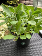 Bird flower seeds, Flowers like Hummingbirds, gift for him her mom dad home decor flowering house plants DIY gardening perennial, non-toxic