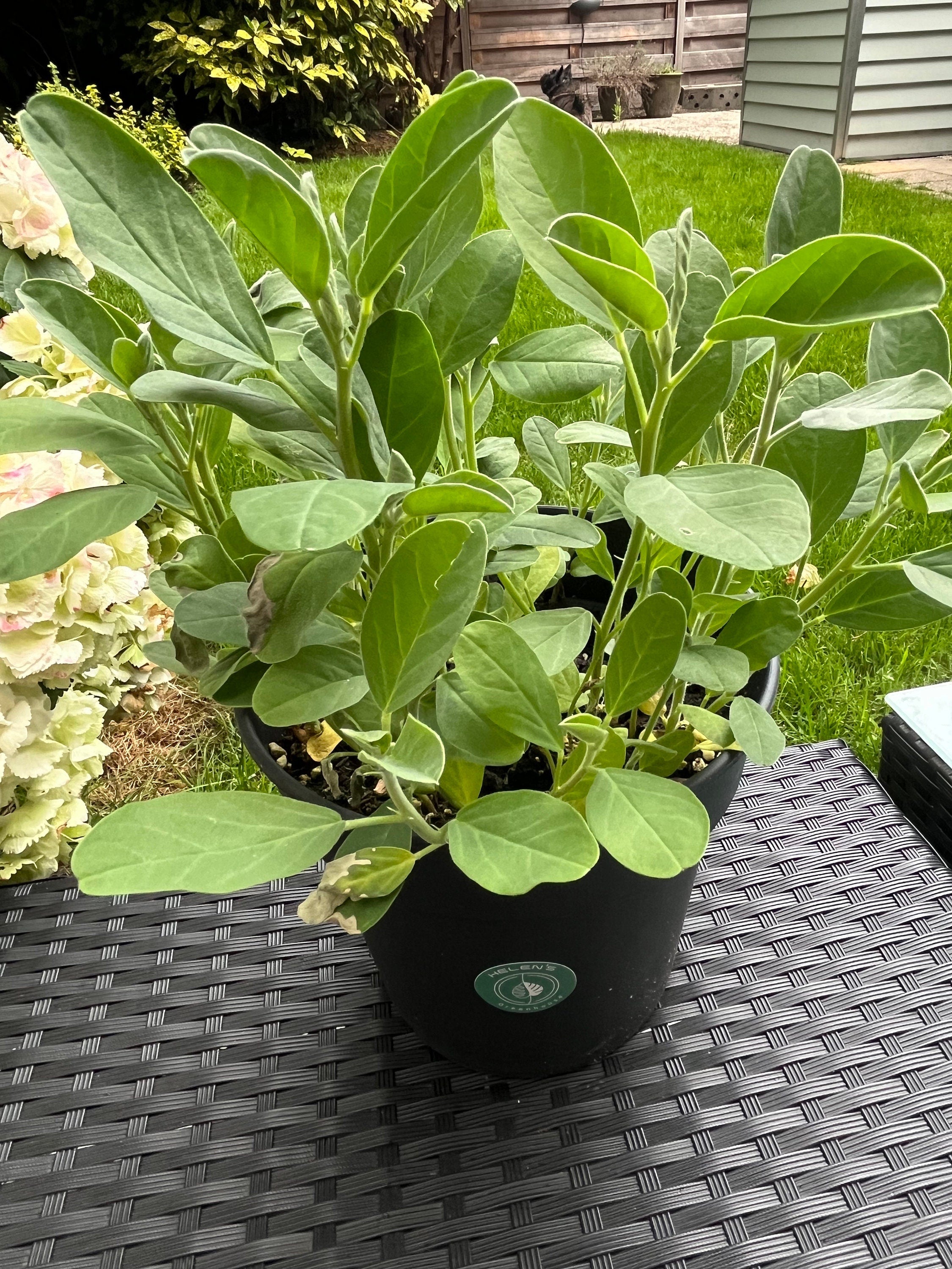 Bird flower seeds, Flowers like Hummingbirds, gift for him her mom dad home decor flowering house plants DIY gardening perennial, non-toxic