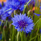 Blue Ball Cornflower seeds outdoor home decor best gift for him her teacher gifts Blue flowers flowering plants birthday organic gardening