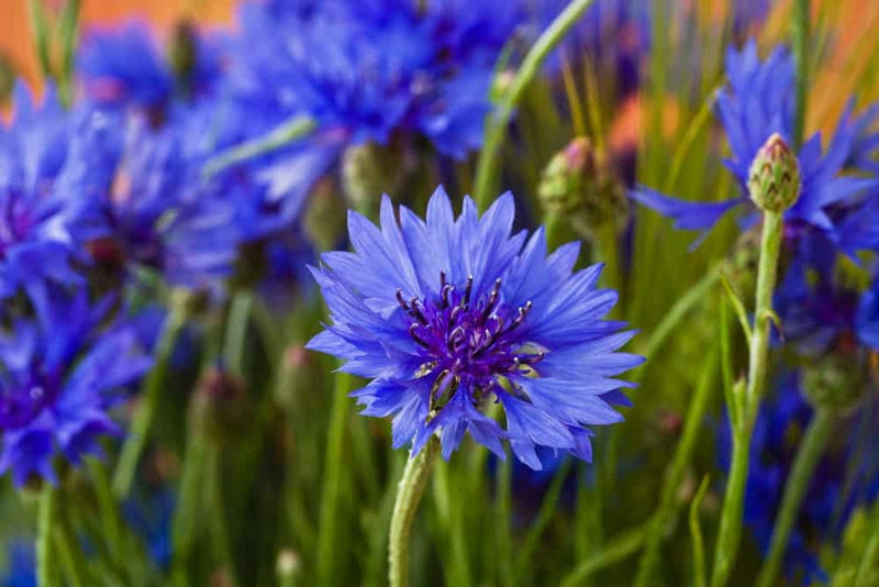 Blue Ball Cornflower seeds outdoor home decor best gift for him her teacher gifts Blue flowers flowering plants birthday organic gardening