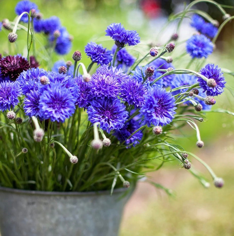 Blue Ball Cornflower seeds outdoor home decor best gift for him her teacher gifts Blue flowers flowering plants birthday organic gardening