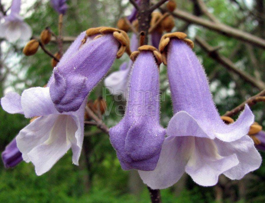 Purple Blue Paulownia Tree Seeds: Frost Hardy Perennial, Easy to Grow in all zones, with Simple Instructions