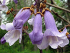 Purple Blue Paulownia Tree Seeds: Frost Hardy Perennial, Easy to Grow in all zones