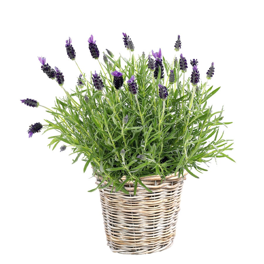 Butterfly French Lavender seeds, perennial best gift for him her home decor birthday flowering plants organic gardening gift for mom dad