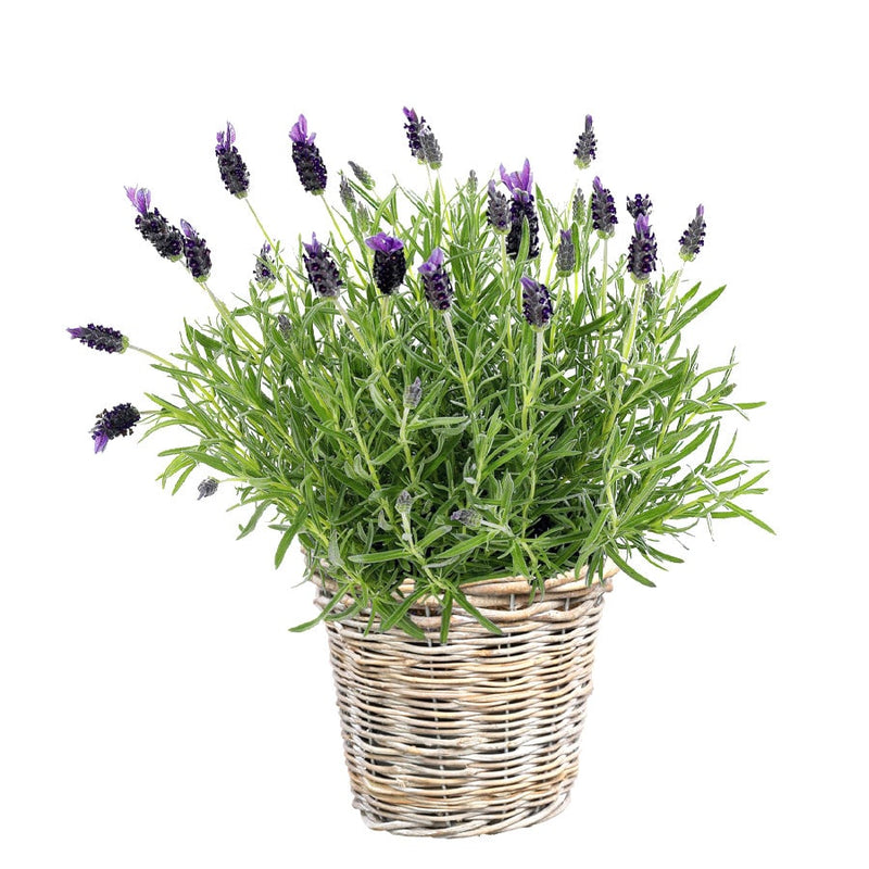 Butterfly French Lavender seeds, perennial best gift for him her home decor birthday flowering plants organic gardening gift for mom dad