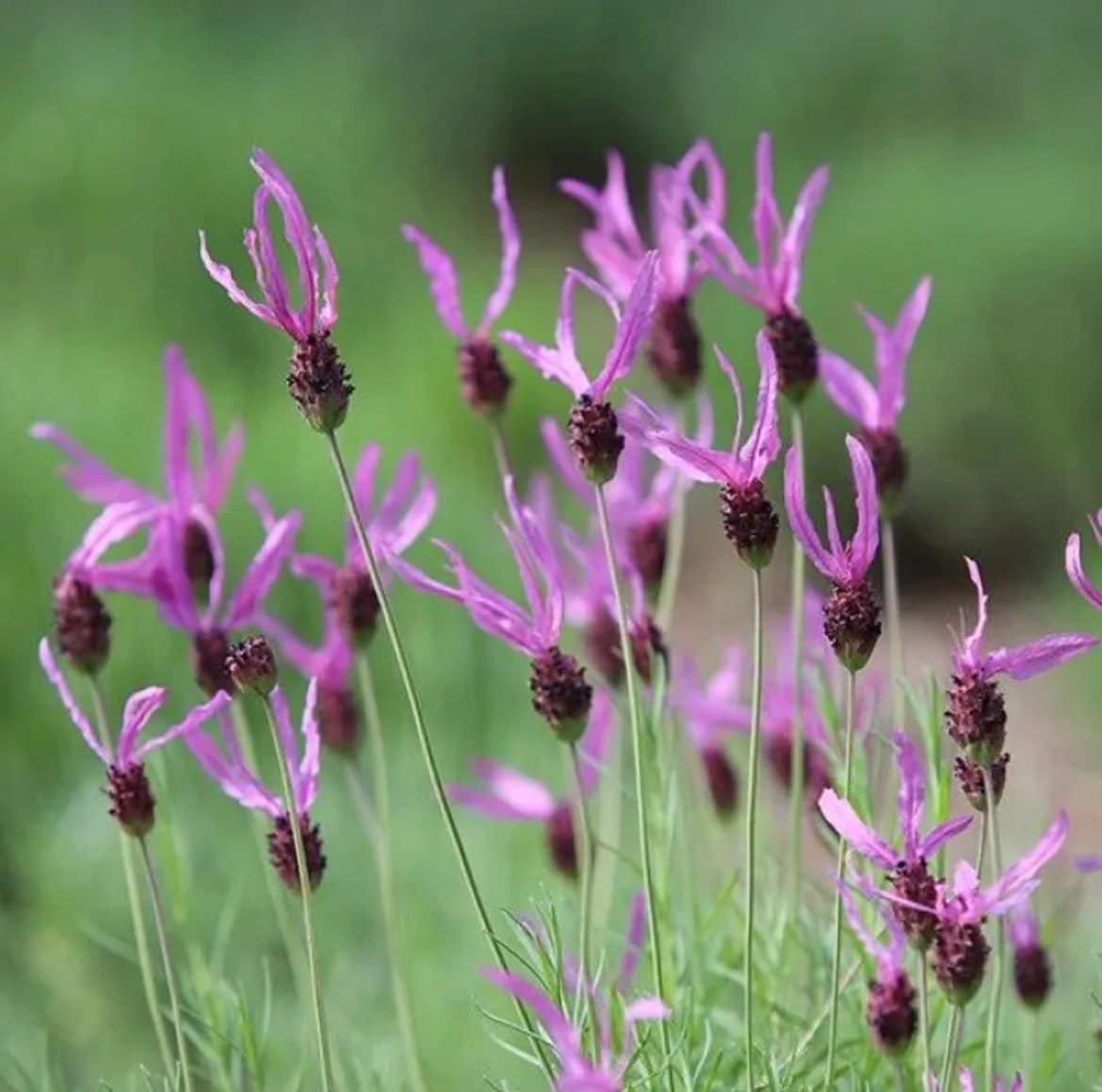 buy french lavender seeds Butterfly French Lavender Seeds – Helen's Greenhouse