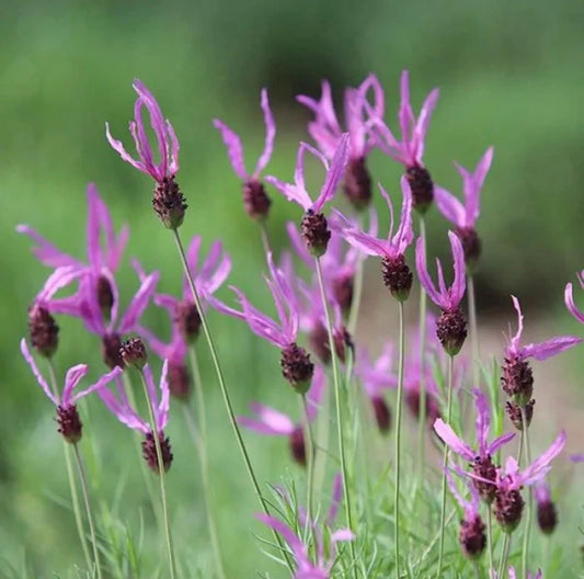 Butterfly French Lavender seeds, perennial best gift for him her home decor birthday flowering plants organic gardening gift for mom dad