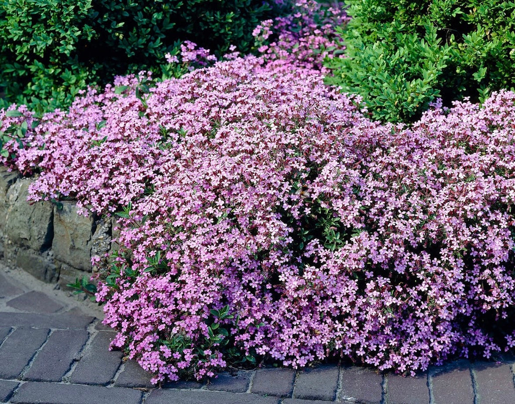 Cascading Pink Saponaria Rock Soapwort Flower Seeds: Frost Hardy Perennial Ground Cover, Easy Care Flowering Plant, Pink Waterfall