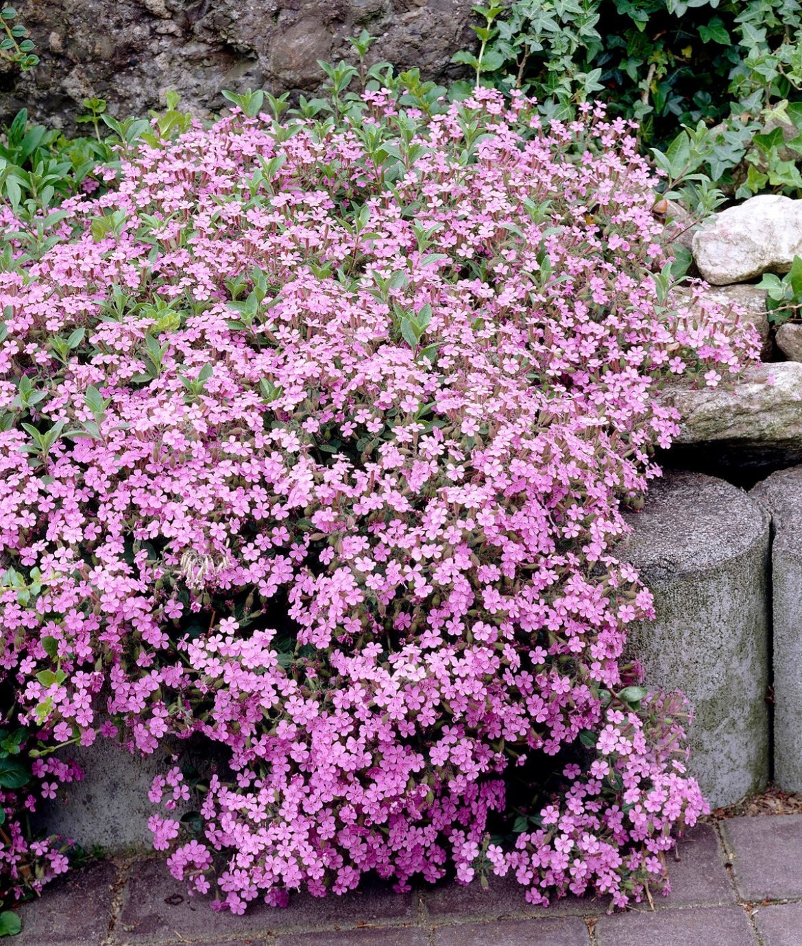 Cascading Pink Saponaria Rock Soapwort Flower Seeds: Frost Hardy Perennial Ground Cover, Easy Care Flowering Plant, Pink Waterfall