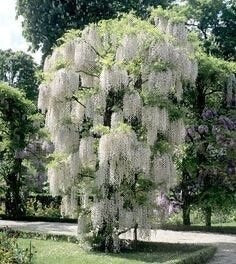 White Wisteria seeds, indoor and outdoor home decor best gift for him her teacher gifts DIY house plants birthday present organic gardening