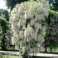 White Wisteria seeds, indoor and outdoor home decor best gift for him her teacher gifts DIY birthday organic gardening flowering plant