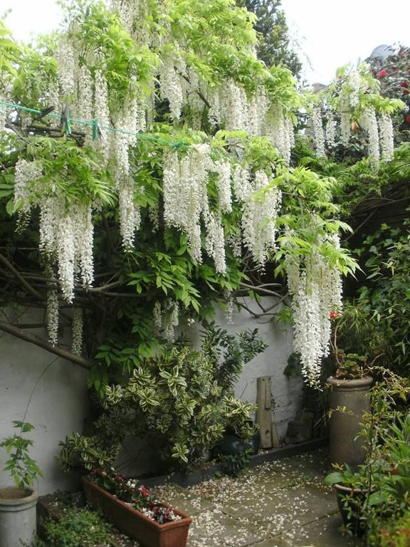 White Wisteria seeds, indoor and outdoor home decor best gift for him her teacher gifts DIY birthday organic gardening flowering plant