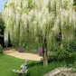 White Wisteria seeds, indoor and outdoor home decor best gift for him her teacher gifts DIY birthday organic gardening flowering plant