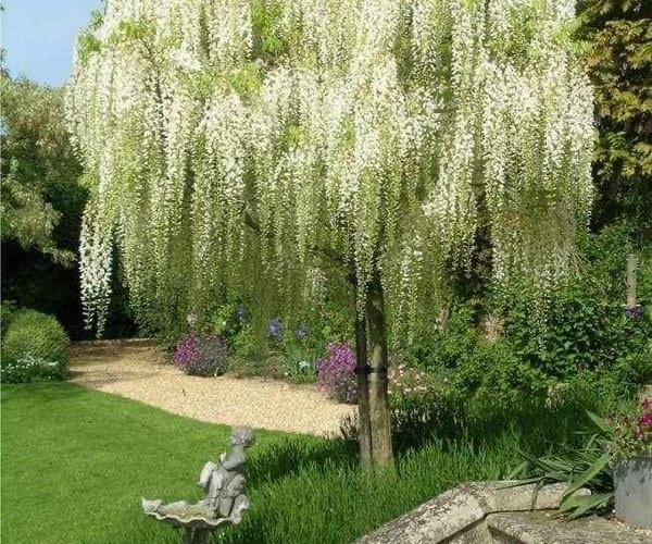 White Wisteria seeds, indoor and outdoor home decor best gift for him her teacher gifts DIY birthday organic gardening flowering plant