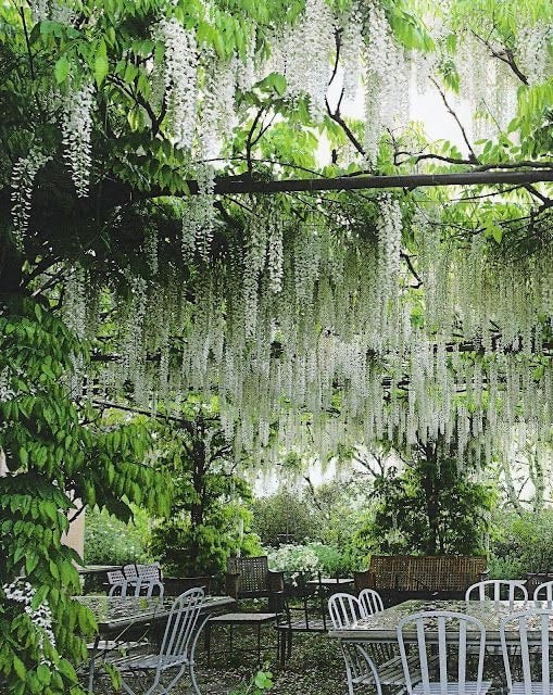 White Wisteria seeds, indoor and outdoor home decor best gift for him her teacher gifts DIY birthday organic gardening flowering plant