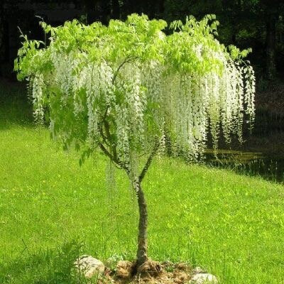 white wisteria tree, white cascading flowers