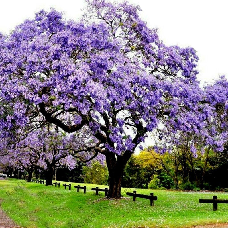 Purple Blue Paulownia Tree Seeds: Frost Hardy Perennial, Easy to Grow in all zones