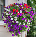 Cascading Petunia Flower Seeds: DIY Indoor and Outdoor Gardening Flowering Plants, Drought Tolerent