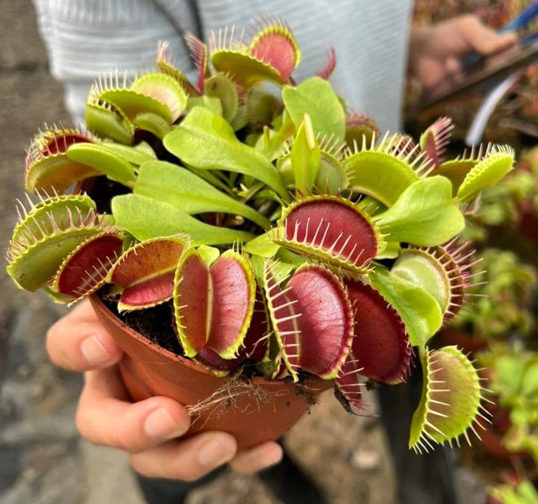 Venus Fly Trap Seeds: DIY Carnivore Plant, Indoor & Outdoor Gardening, Easy Care