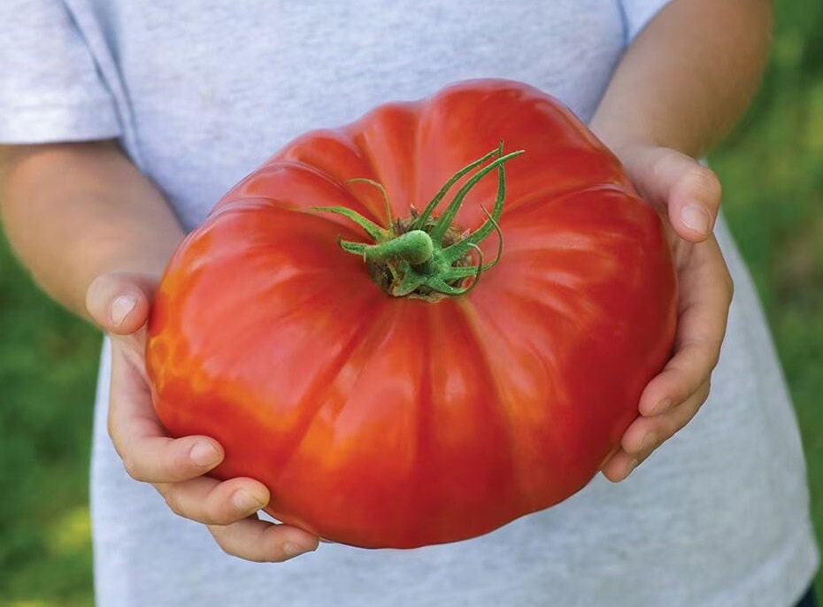 Giant Tomato Seeds: XXL Variety, Grow 2lb / 1 Kilo Fruit, Meet "Brutus" from Holland, Easy to Grow