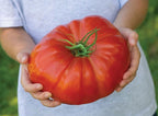 Giant Tomato Seeds: XXL Variety, Grow 2lb / 1 Kilo Fruit, Meet "Brutus" from Holland, Easy to Grow