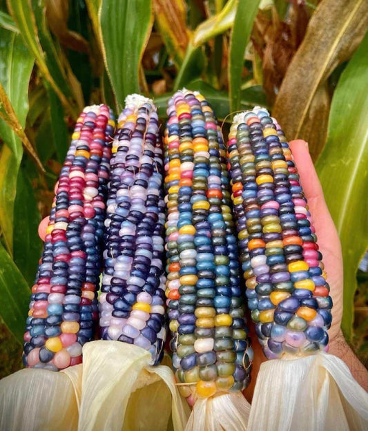 Colorful Glass Gem Corn Seeds, Organic Gardening, Fruit Vegetables, Easy to Grow