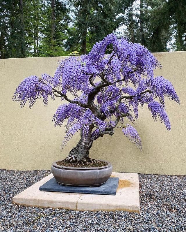 Purple Rain Bonsai tree seeds, gift for him her mom dad teacher DIY gardening perennial flowering wisteria organic easy care house plants