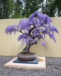 Purple Rain Bonsai tree seeds, gift for him her mom dad teacher DIY gardening perennial flowering wisteria organic easy care house plants