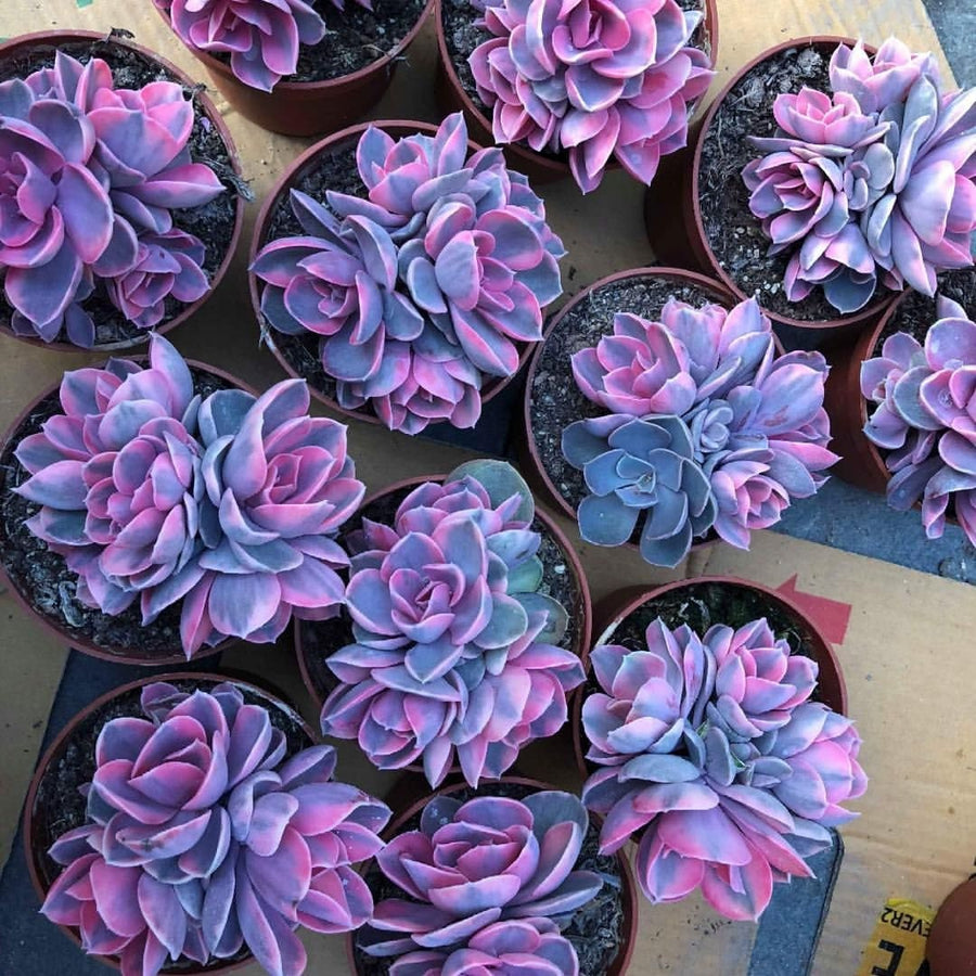 Echeveria succulents seeds mix, best gift for him her mom dad teacher gifts home decor houseplants organic gardening DIY birthday Christmas