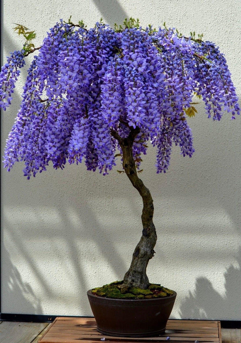 purple blue flowering bonsai tree