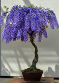 purple blue flowering bonsai tree