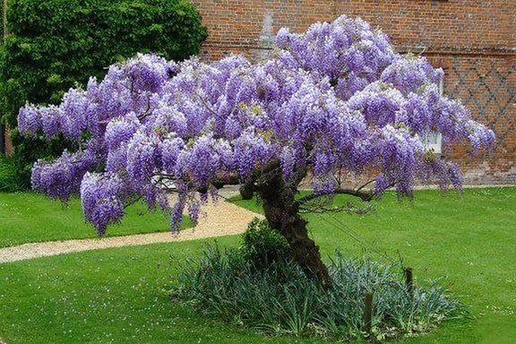 Blue Rain Wisteria Tree seeds best gift for him and her home decor teacher gifts for mom dad gardening DIY birthday present flowering plants