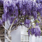 Blue Rain Wisteria Tree seeds best gift for him and her home decor teacher gifts for mom dad gardening DIY birthday present flowering plants