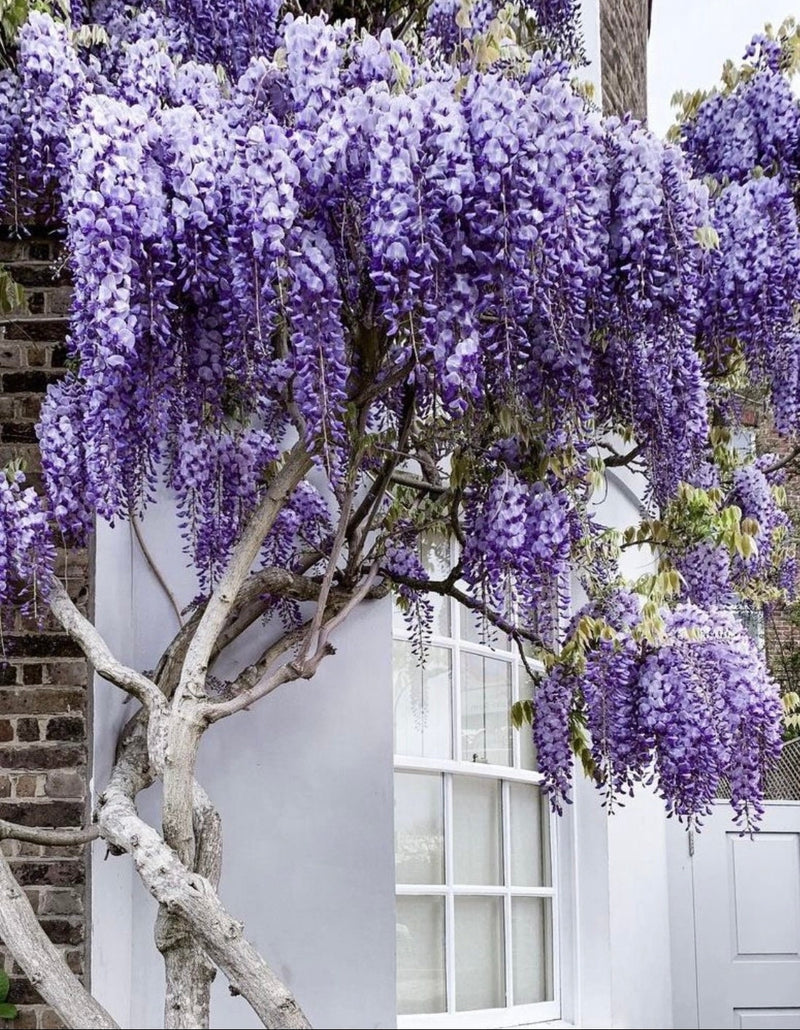 Blue Rain Wisteria Tree seeds best gift for him and her home decor teacher gifts for mom dad gardening DIY birthday present flowering plants